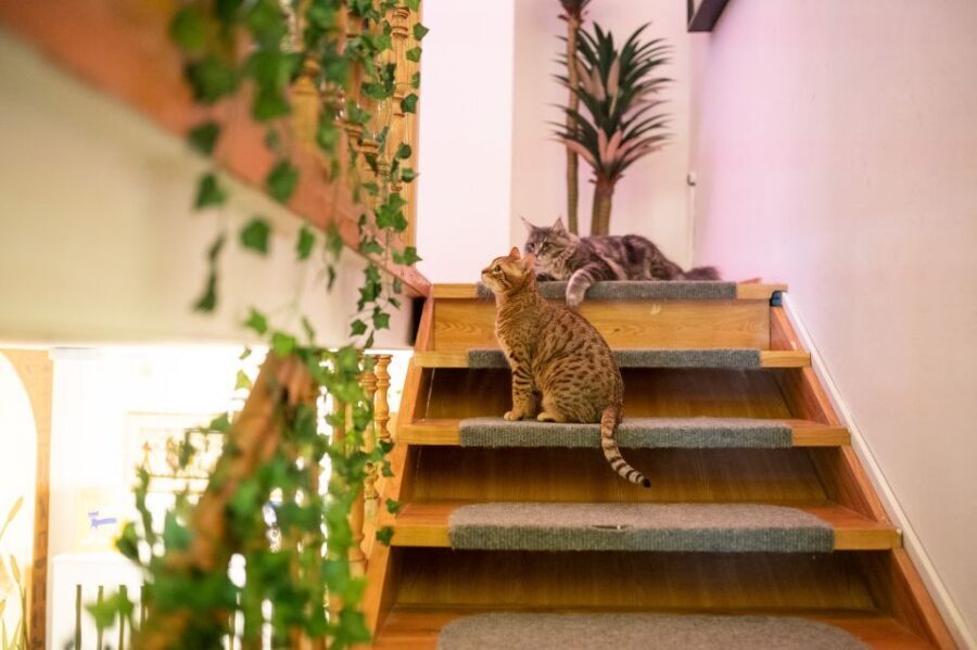 Budapest: Cat Museum Budapest Entry Ticket - Meeting the resident cats: how naps and playtime work here