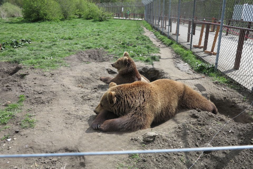 Budapest: Transport & Guided Tour of Bear and Wolf Sanctuary - Veresegyház stop: the guided setup that makes the sanctuary click