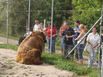 Budapest: Transport & Guided Tour of Bear and Wolf Sanctuary - Private air-conditioned van: what the 45 km ride is really for