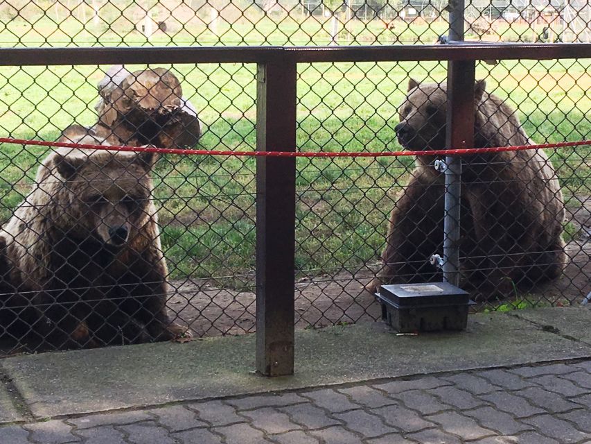 Budapest: Transport & Guided Tour of Bear and Wolf Sanctuary - Fence-close bear fruit feeding: the moment people remember