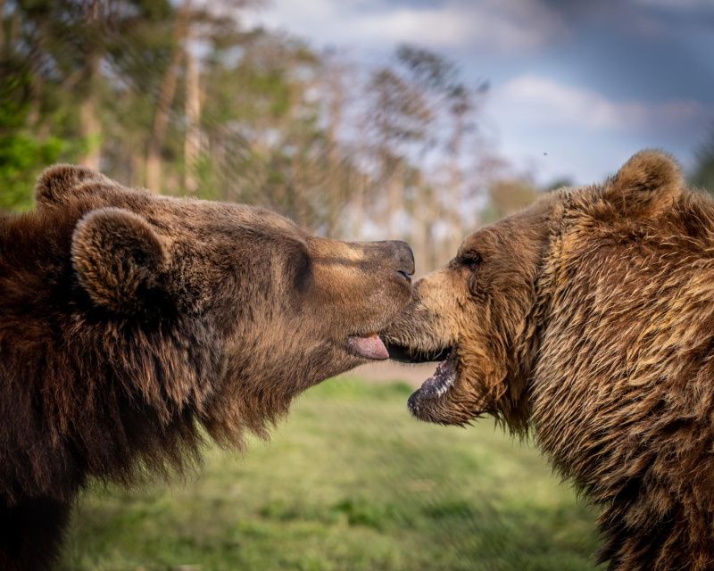 Budapest: Transport & Guided Tour of Bear and Wolf Sanctuary - Price and value: is $93 worth it?