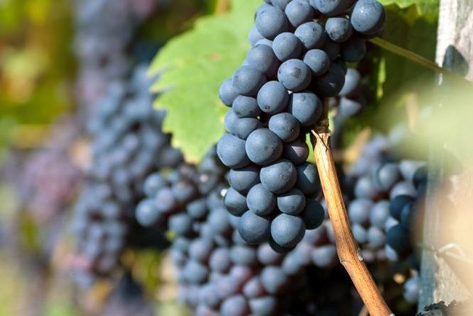 Countryside Half-day Gastro-Wine Tour from Budapest Meal & pickup - The tasting lineup: Hungarian whites, sparkling styles, and comparison tasting