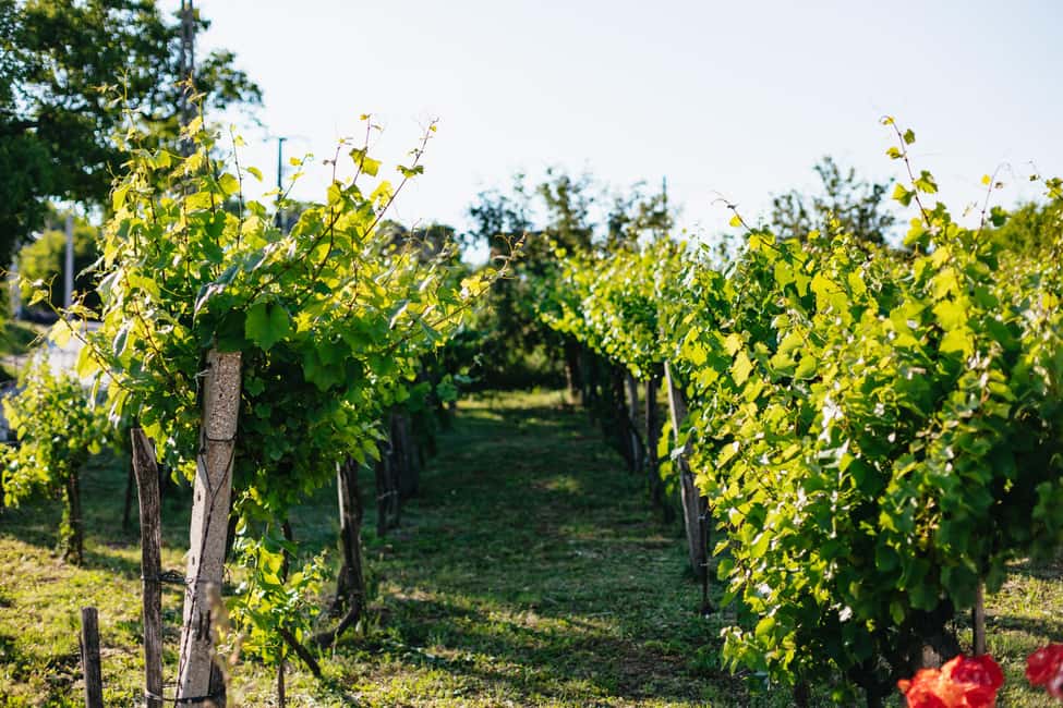 From Budapest: Etyek Wine Tasting Tour with 3-Course Meal - Price and Value: Does $102 Make Sense?