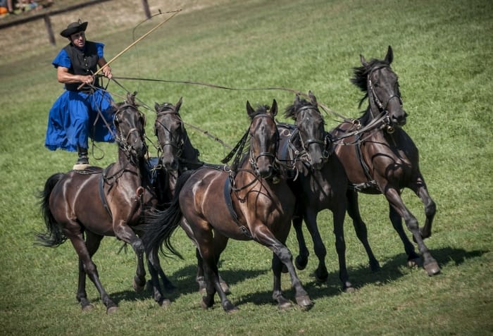 From Budapest: Puszta Horse Show and Countryside Visit - 5 key things I’d clock before you go