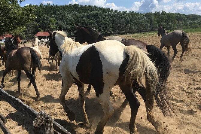 Horseshow on the Hungarian Puszta, private tour from Budapest with entry! - Should you book this Hungarian Puszta horseshow from Budapest?